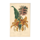 Gravure botanique par Descamps-Sabouret, Stanhopea hybride, 1896