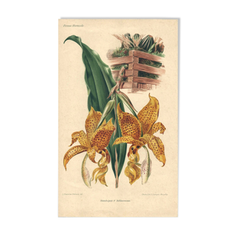 Botanical engraving by Descamps-Sabouret, Stanhopea hybrid, 1896