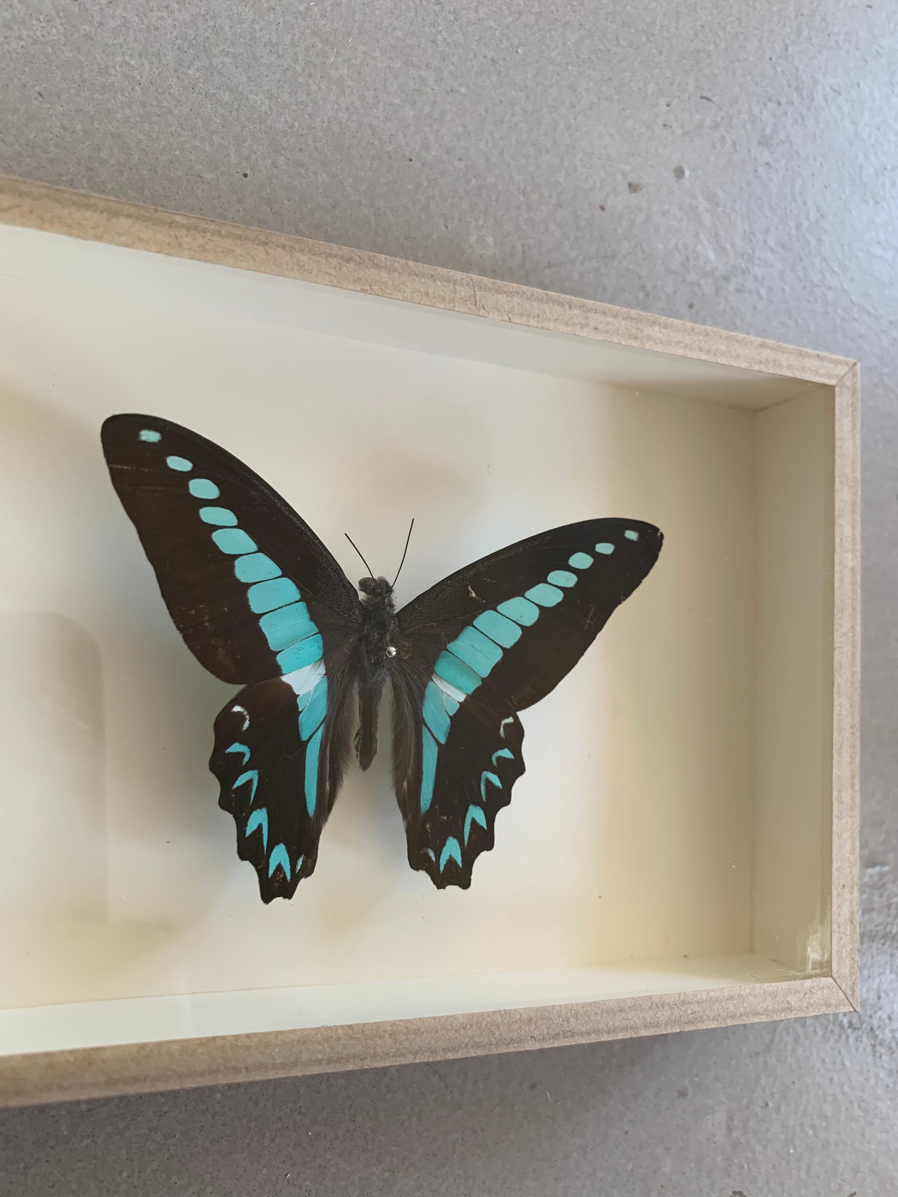 Naturalized butterfly / cabinet of curiosities