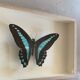 Naturalized butterfly / cabinet of curiosities