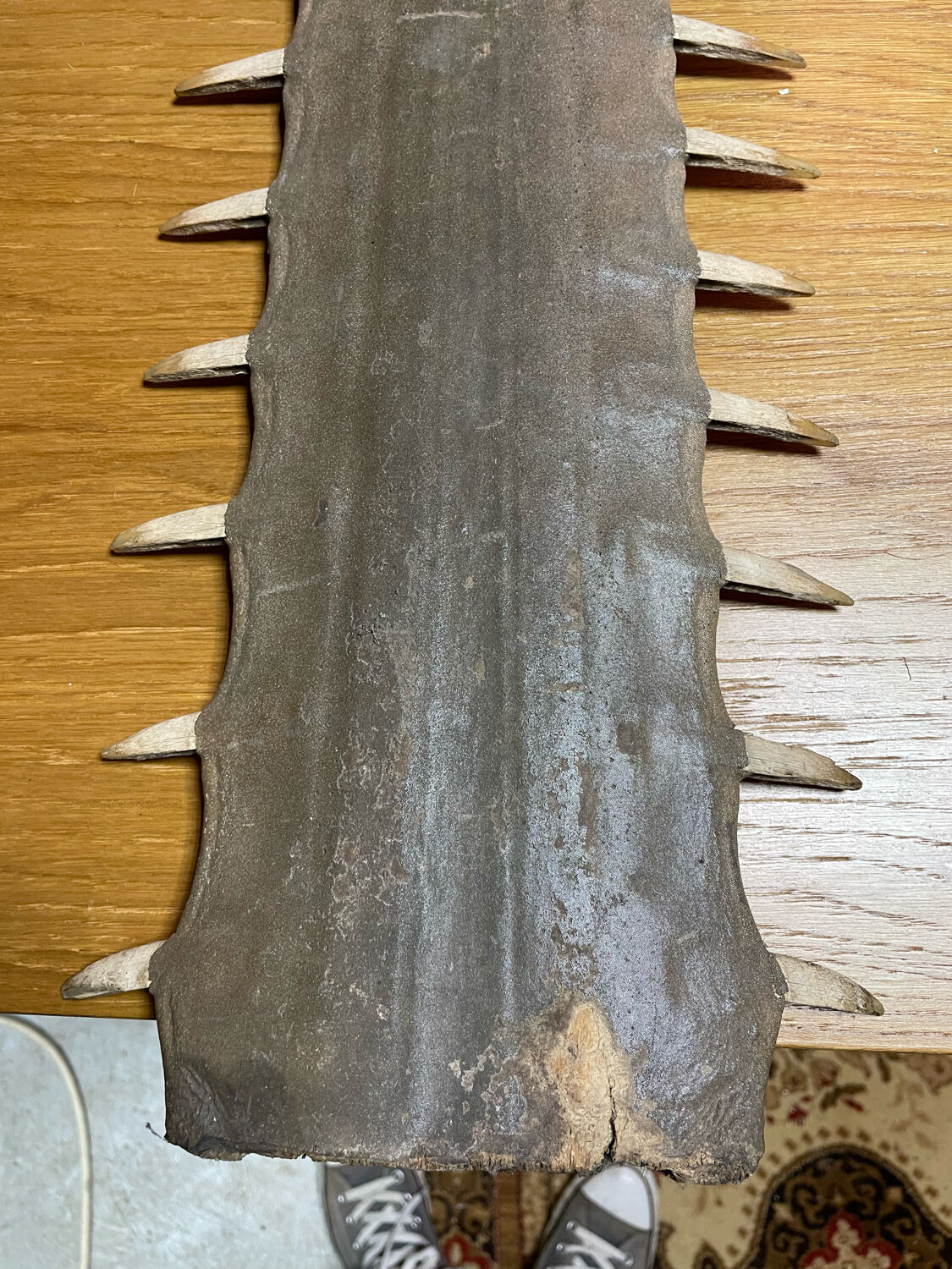 Old sawfish rostrum