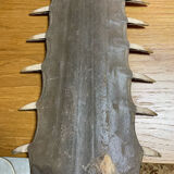 Old sawfish rostrum