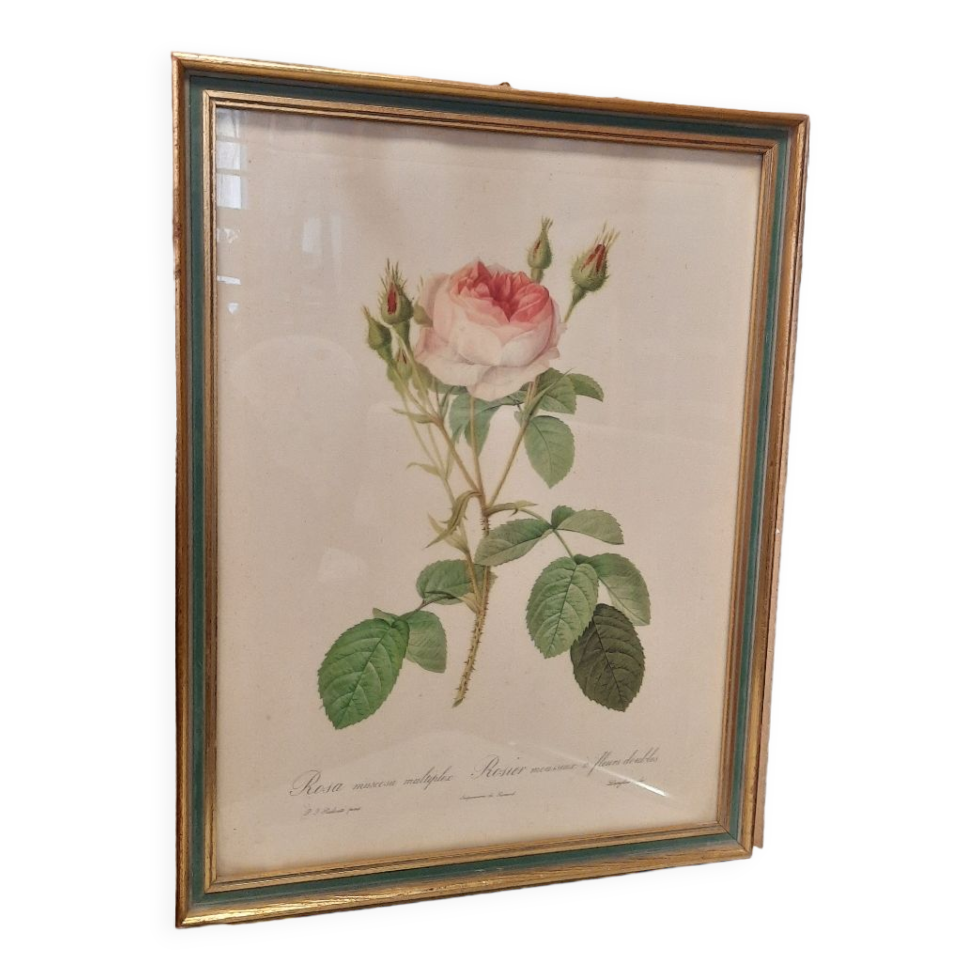 Framed botanical plate