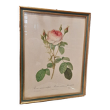 Framed botanical plate
