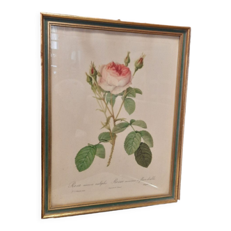 Framed botanical plate