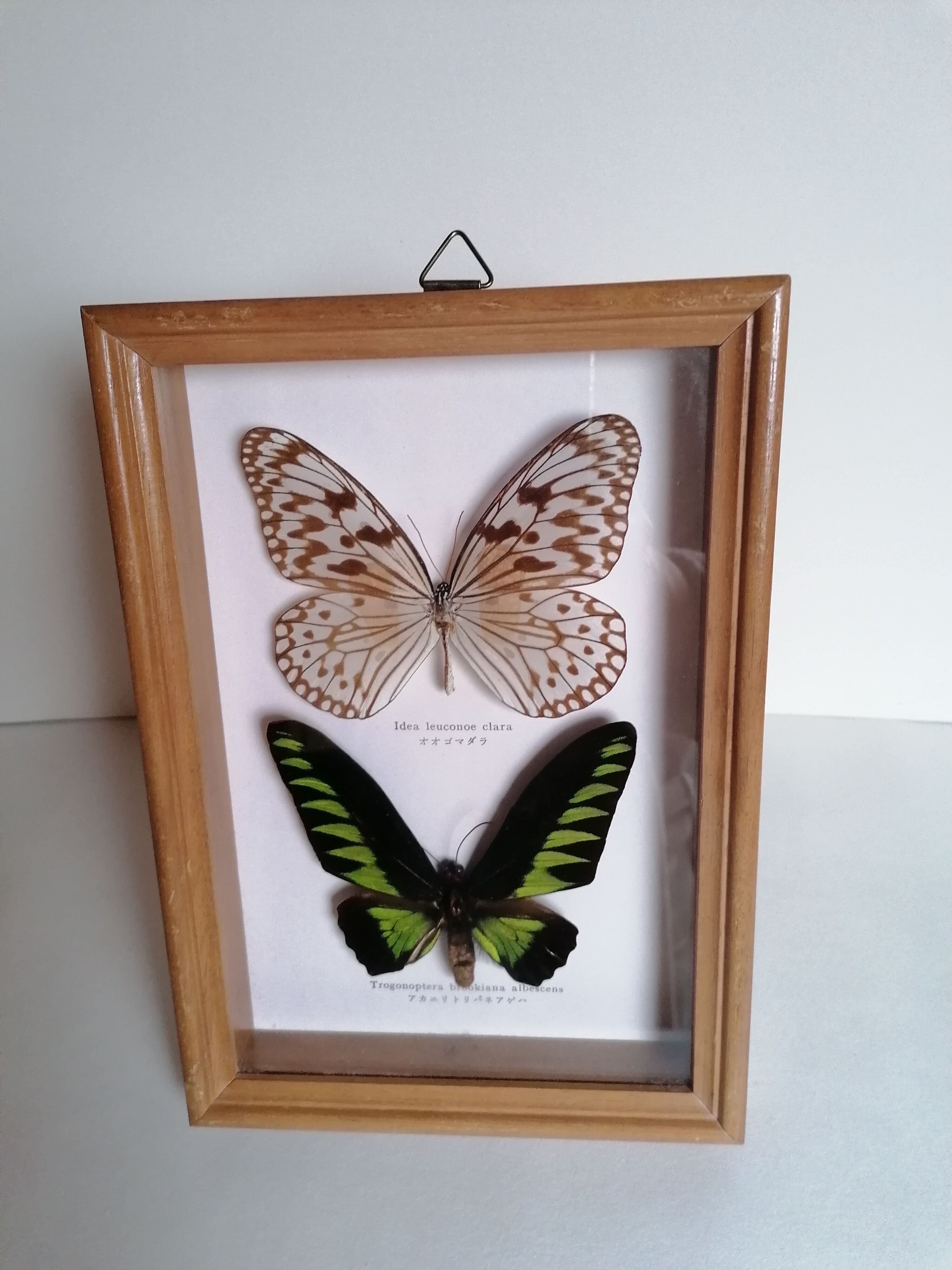 Butterflies taxidermy