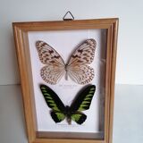 Butterflies taxidermy