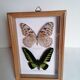Papillons taxidermie