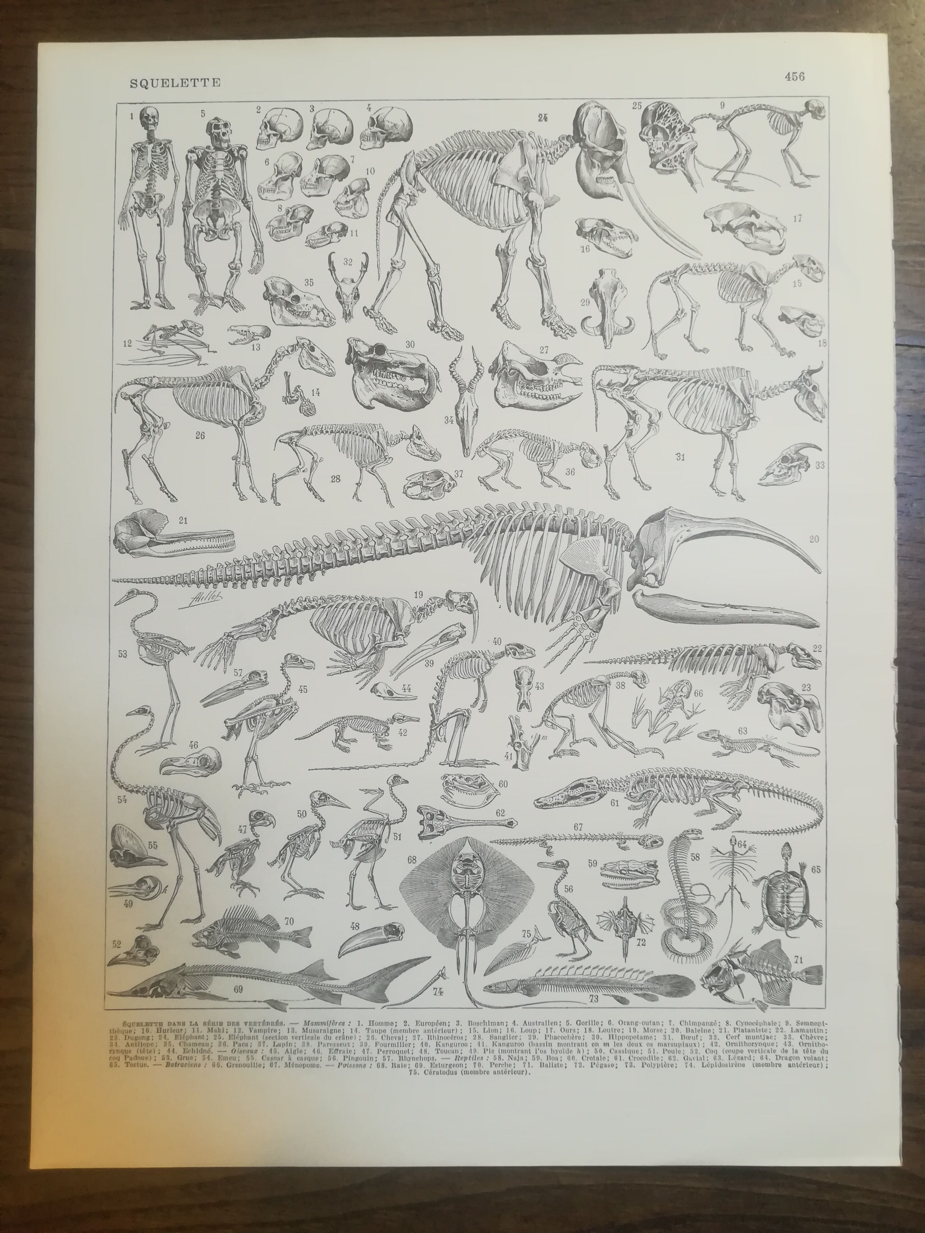 Lithographie sur les squelettes de 1928
