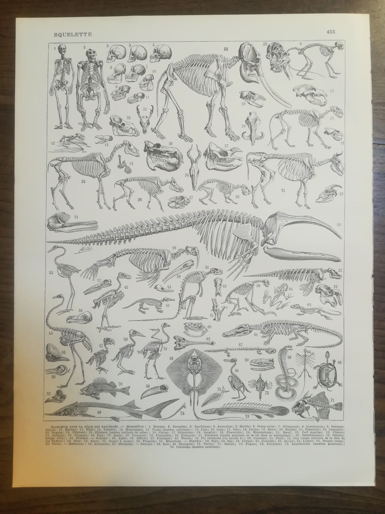 Lithographie sur les squelettes de 1928