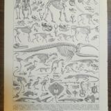 Lithographie sur les squelettes de 1928