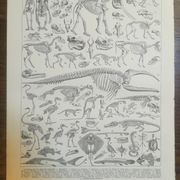 Lithographie sur les squelettes de 1928