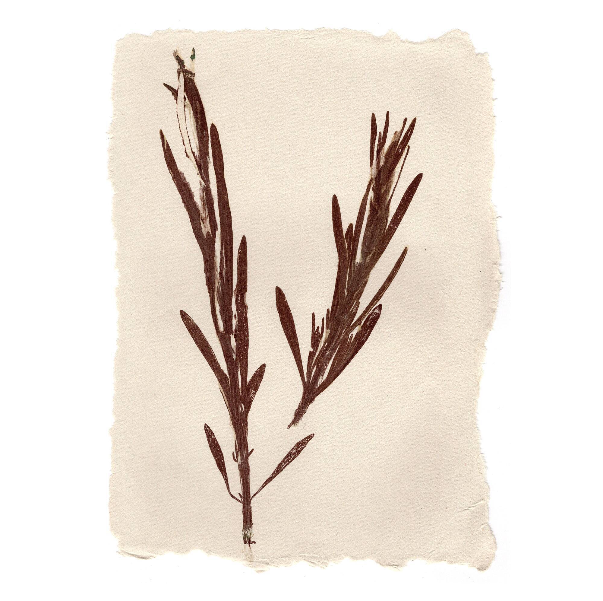 Collection de peintures herbiers sur papier signées Eawy
