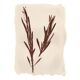 Collection de peintures herbiers sur papier signées Eawy