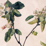 Poster "Apple"