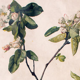 Affiche "pomme"