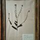 Lot de 8 planches herbier
