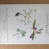 Herbal tea botanical board