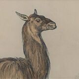 Ornithological Plate Buffon 1838 "Llama & Vicuña"