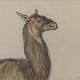 Ornithological Plate Buffon 1838 "Llama & Vicuña"