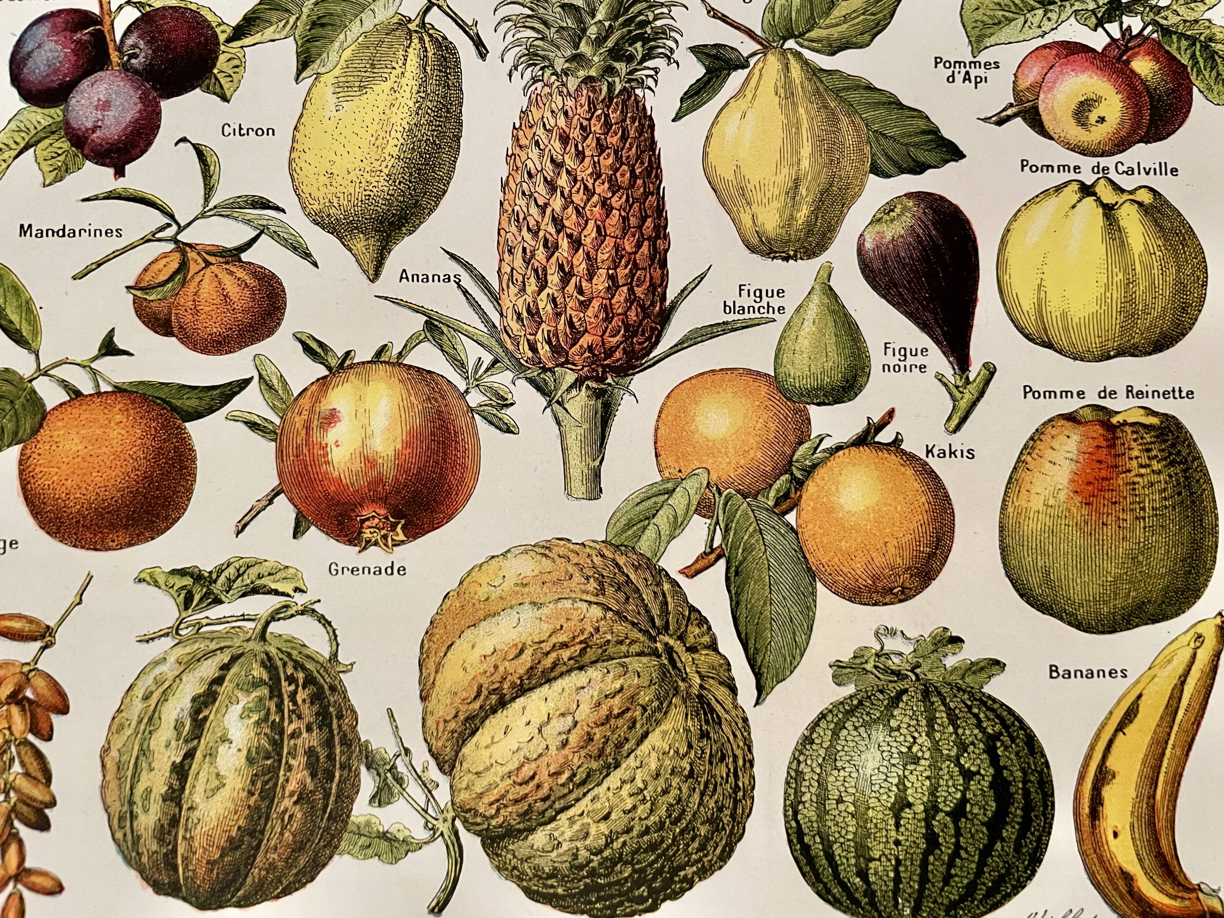 Lithograph on common fruits - 1920