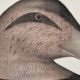 La Roche Laffitte (Born in 1943) - Watercolour drawing on fabric - Duck