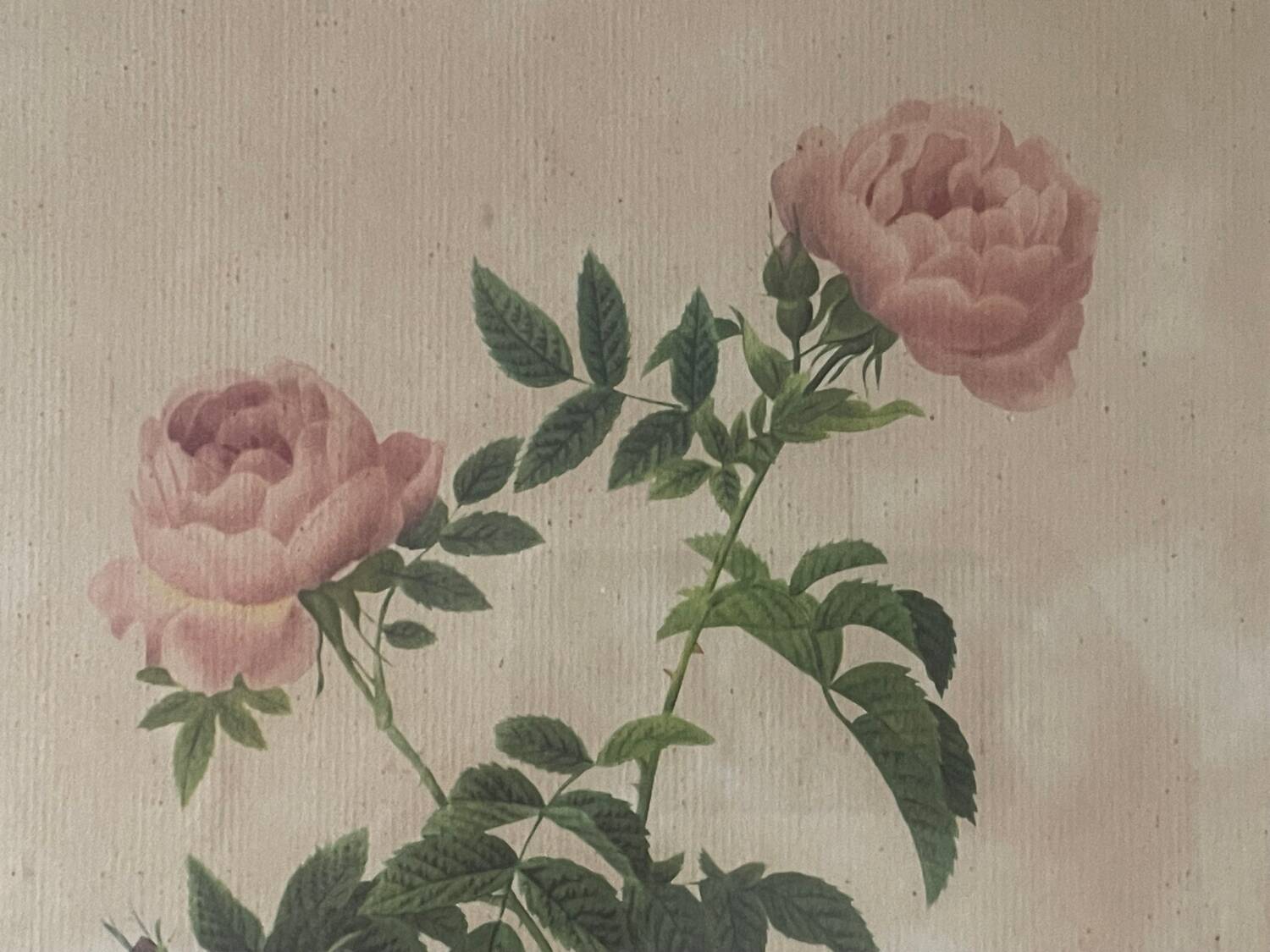 Pair of pink framed reproductions of PJ Redouté