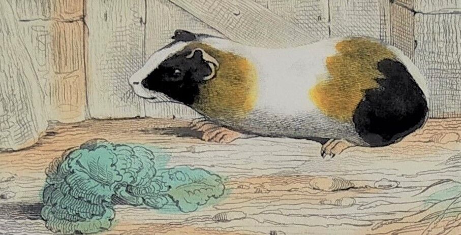 Original zoological plank "Indian Pig - Mole - Hedgehog " Buffon 1840