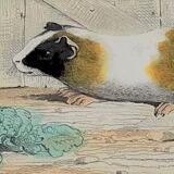 Original zoological plank "Indian Pig - Mole - Hedgehog " Buffon 1840