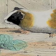 Original zoological plank "Indian Pig - Mole - Hedgehog " Buffon 1840