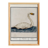 Small poster about the swan, after an old engraving from 1610.