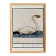 Small poster about the swan, after an old engraving from 1610.