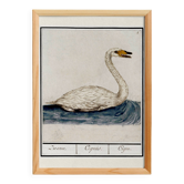 Small poster about the swan, after an old engraving from 1610.
