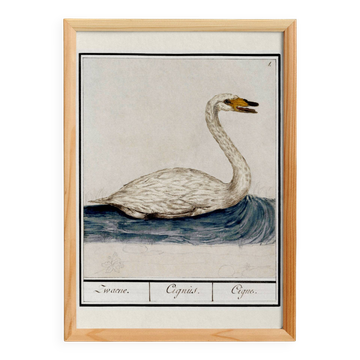 Small poster about the swan, after an old engraving from 1610.