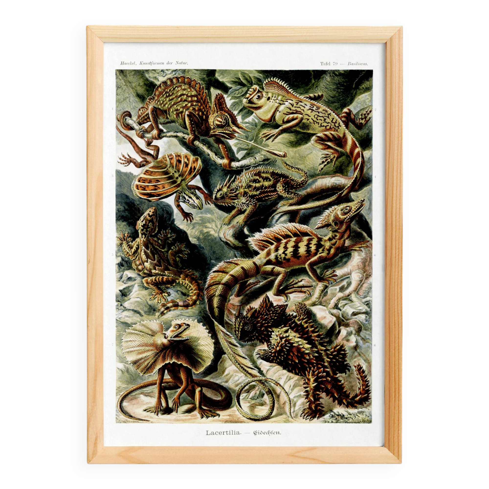 Poster about “exotic lizards”, based on an old lithograph
