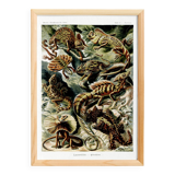 Poster about “exotic lizards”, based on an old lithograph