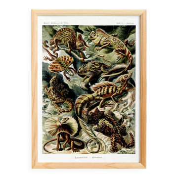 Poster about “exotic lizards”, based on an old lithograph
