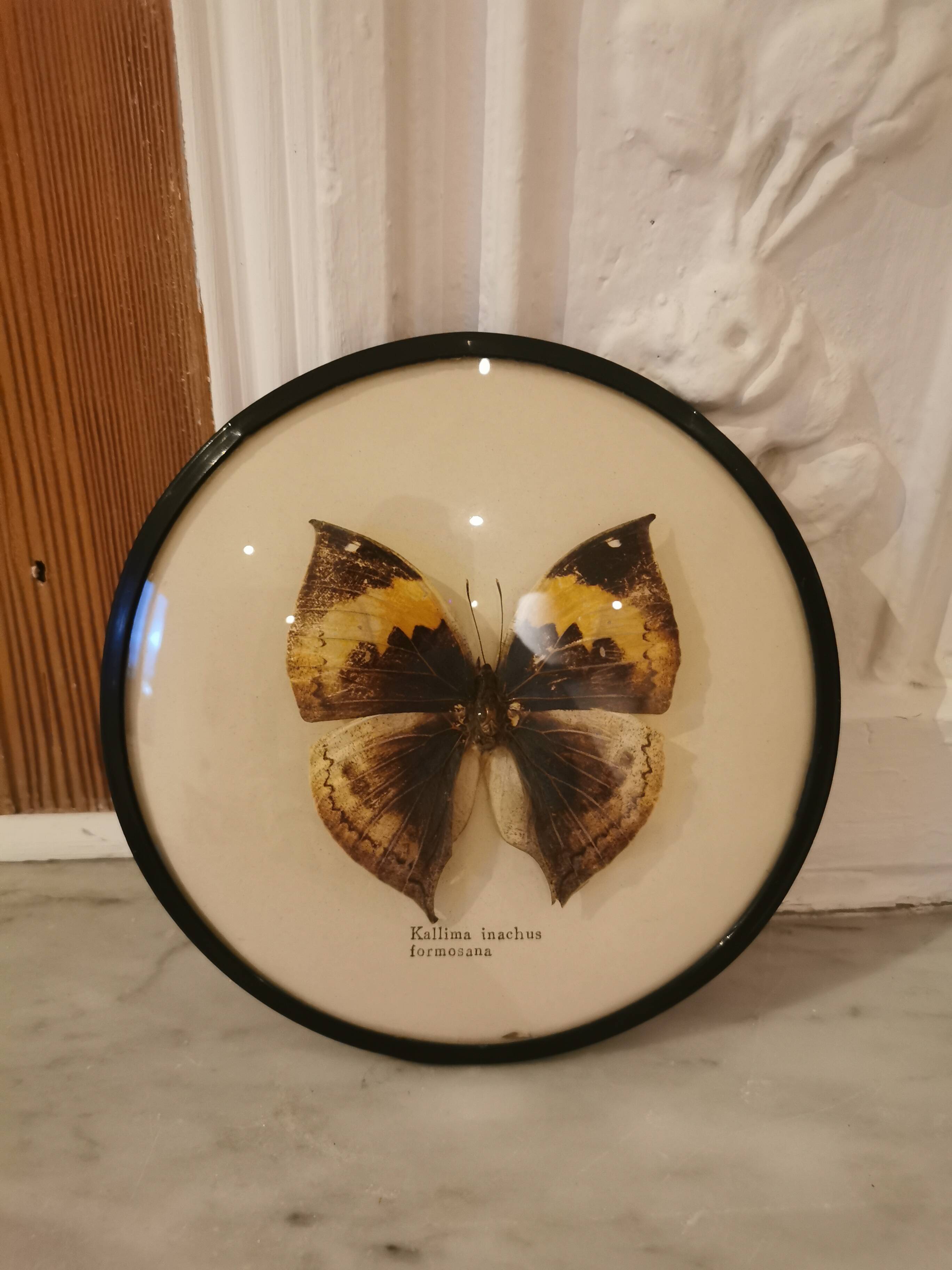 cadre papillon naturalisé