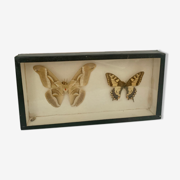 Vintage butterfly wall frame