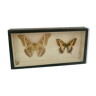 Vintage butterfly wall frame