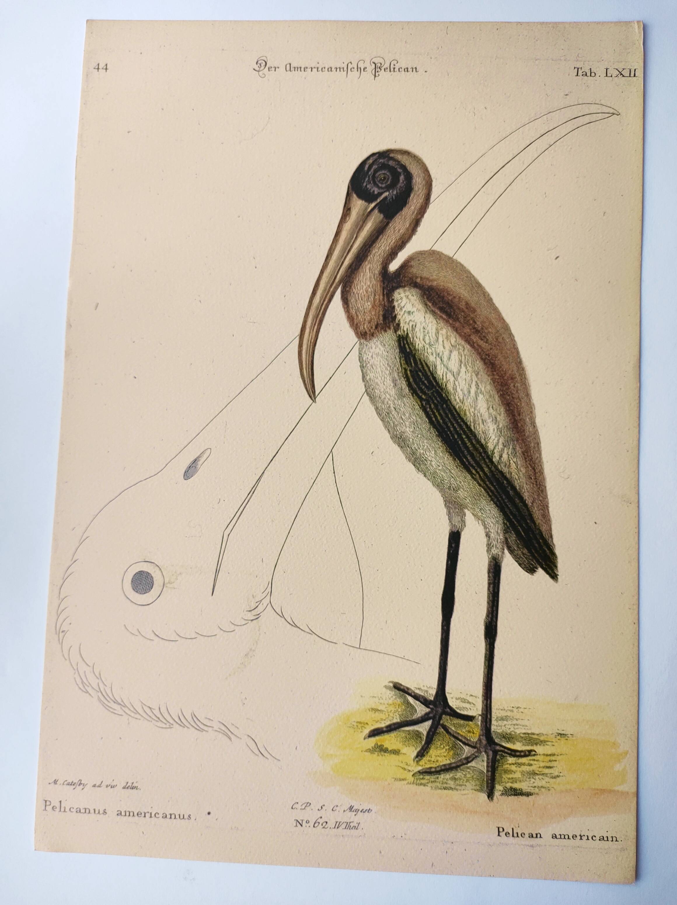 Antique bird engraving - American Pelican - Zoological plate by Seligmann & Catesby