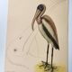 Antique bird engraving - American Pelican - Zoological plate by Seligmann & Catesby