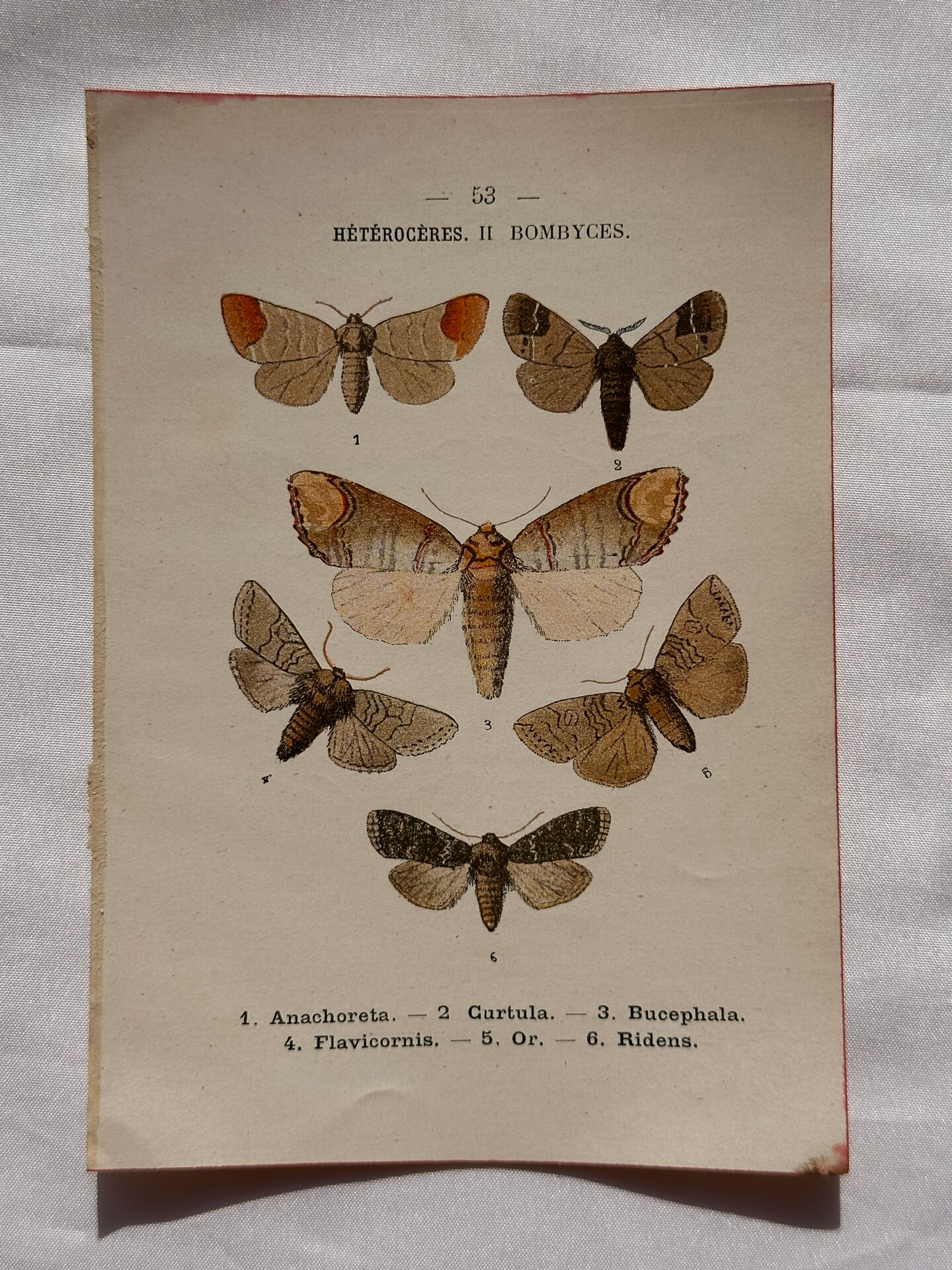 Naturalist engraving Butterfly 19th-century original botanical poster 1800