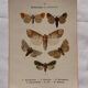 Naturalist engraving Butterfly 19th-century original botanical poster 1800