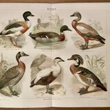 Illustrated plate on ducks – 1890