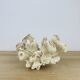 Old white coral 20 cm
