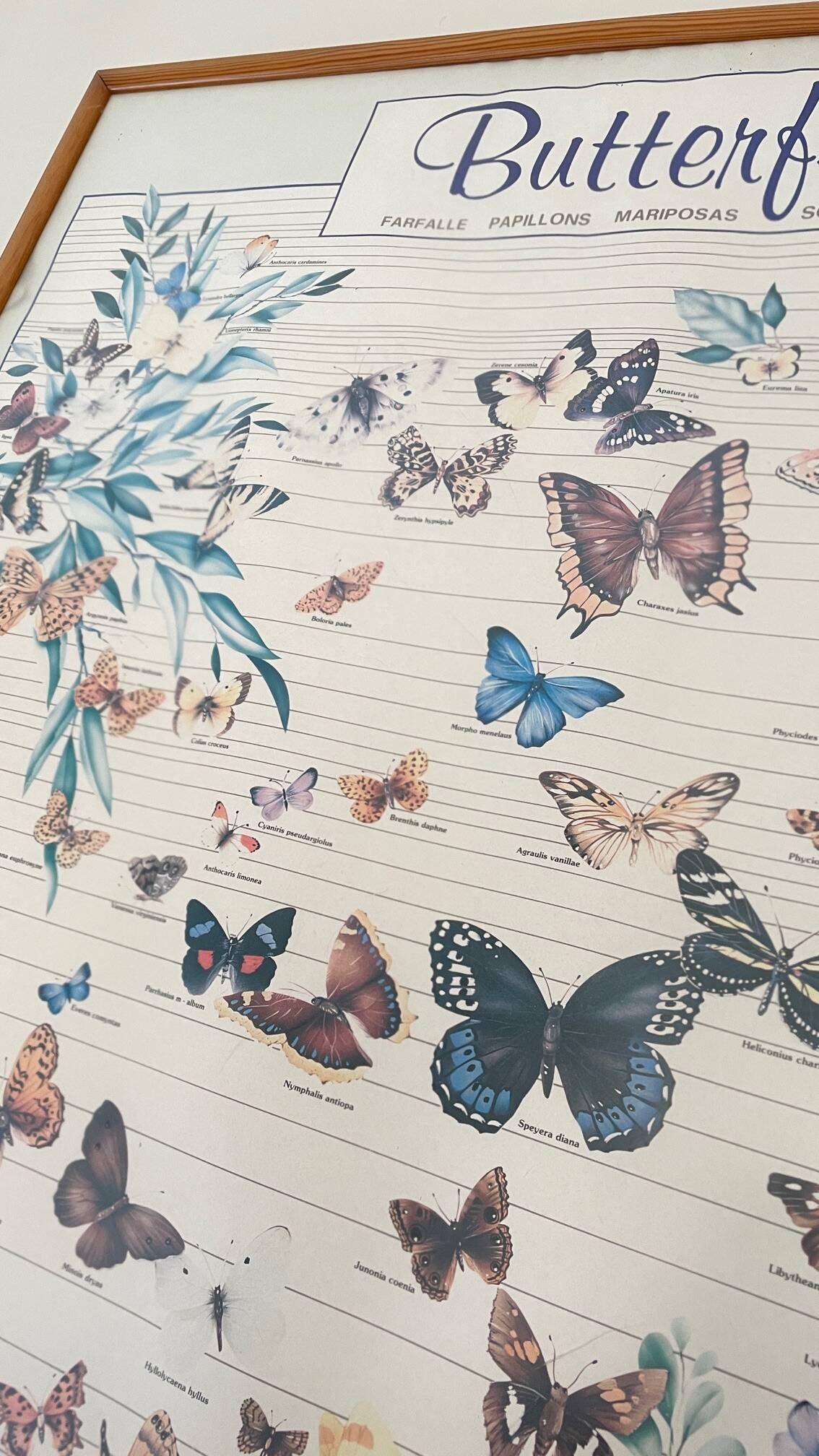 TABLEAU Display BUTTERFLY Italy Vintage