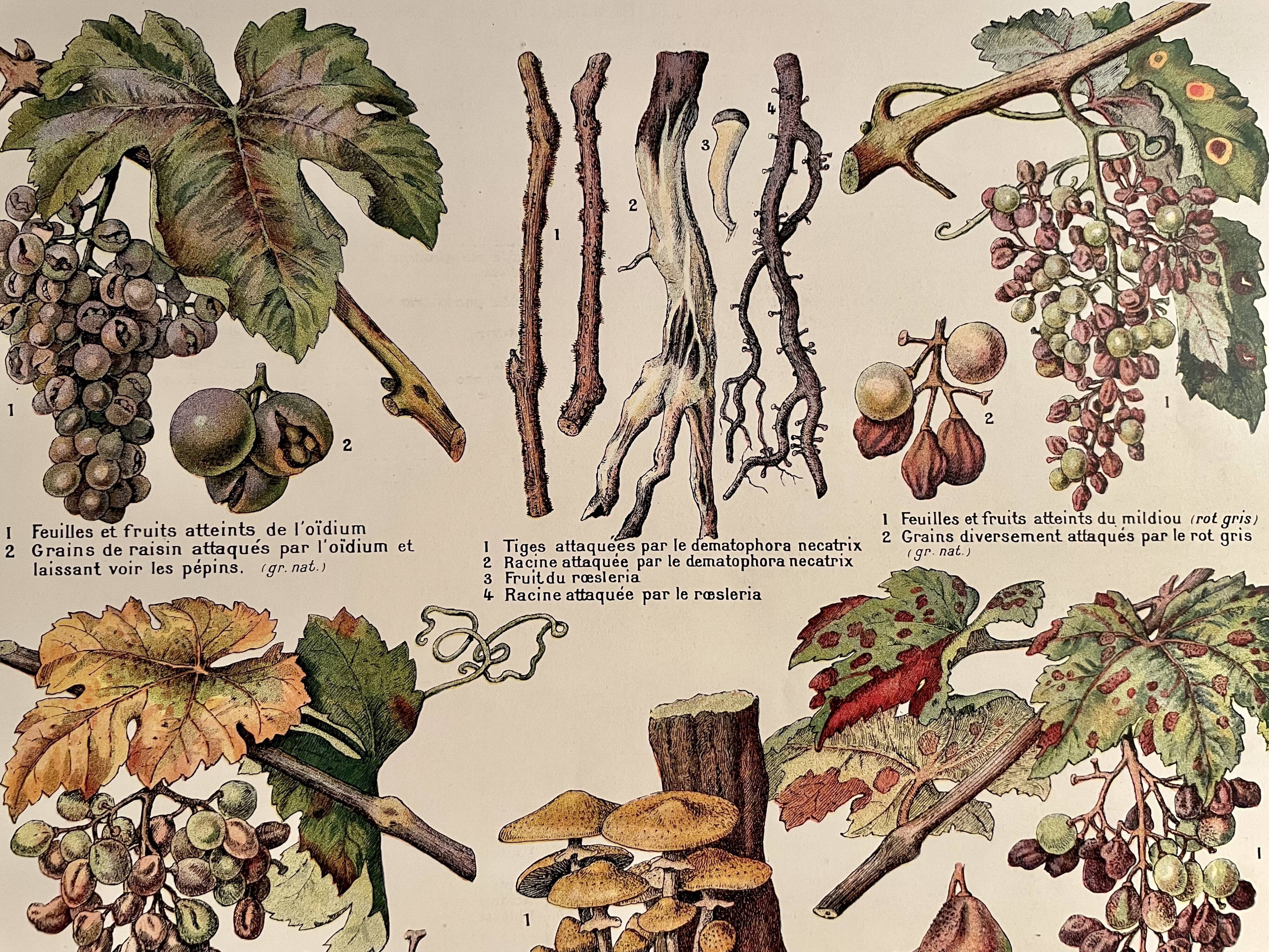 Lithographie sur la vigne de 1921 (XXIX)