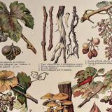 Lithograph on the vine of 1921 (XXIX)
