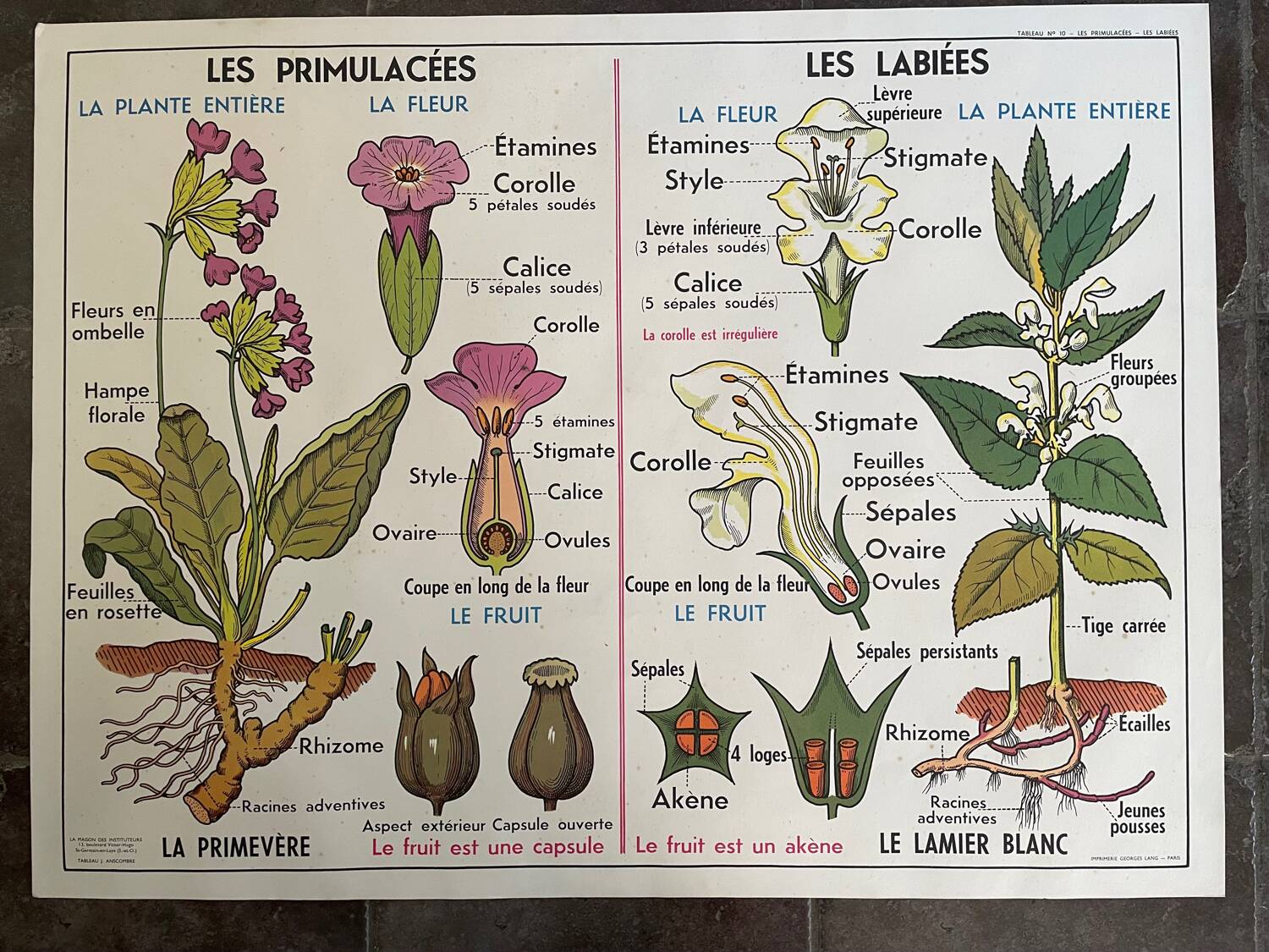 Ancienne affiche pédagogique scolaire, école